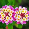 Pink Lantanas Flowers Diamond Paintings