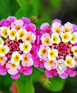 Pink Lantanas Flowers Diamond Paintings