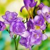 Purple Freesia Flowers Diamond Paintings