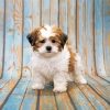 Cute Shihpoo Puppy Diamond Paintings