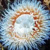 White Sea Anemone Diamond Paintings