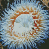 White Sea Anemone Diamond Paintings