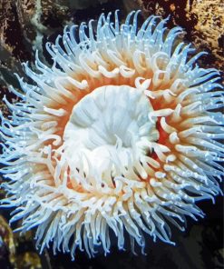 White Sea Anemone Diamond Paintings