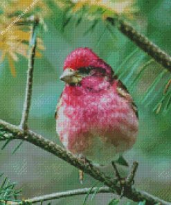 Adorable Purple Finch Diamond Paintings