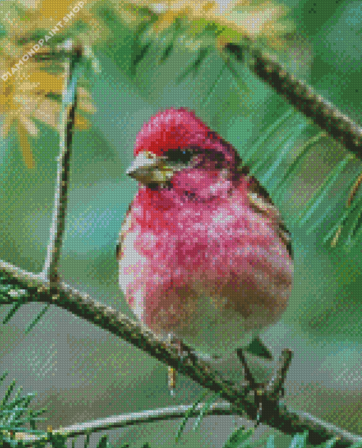 Adorable Purple Finch Diamond Paintings