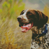 Shorthaired Pointer Puppy Diamond Paintings