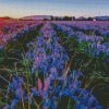 Iris Flower Field Diamond Paintings