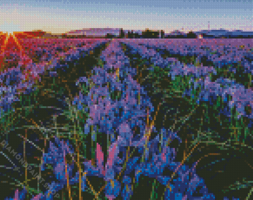 Iris Flower Field Diamond Paintings