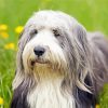 Bearded Collie Dog Diamond Paintings