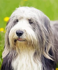 Bearded Collie Dog Diamond Paintings