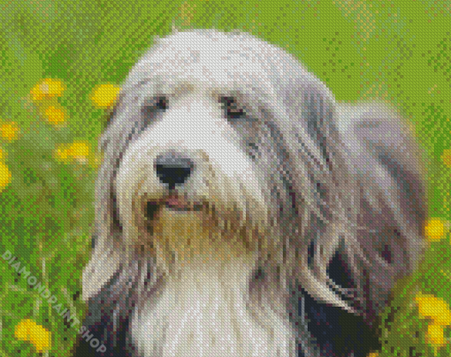 Bearded Collie Dog Diamond Paintings