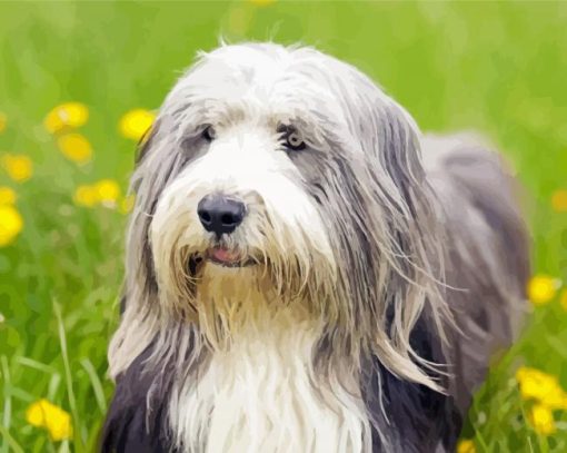 Bearded Collie Dog Diamond Paintings