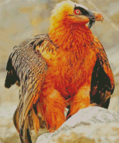 Bearded Vulture Bird Diamond Paintings