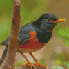 Izu Thrush Bird Diamond Paintings