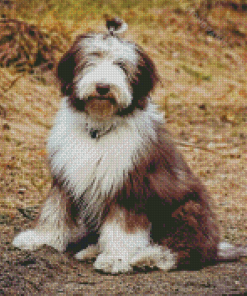 Bearded Collie Puppy Diamond Paintings