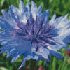 Corn Flower Diamond Paintings