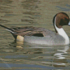 Cute Northen Pintail Diamond Paintings