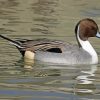 Cute Northen Pintail Diamond Paintings