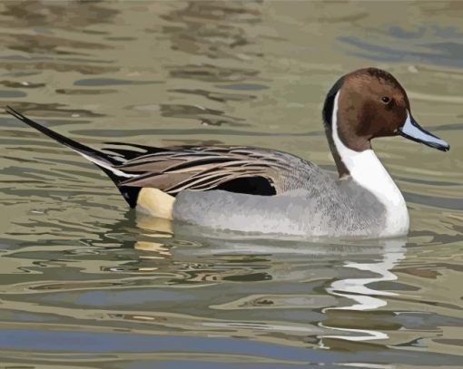 Cute Northen Pintail Diamond Paintings