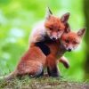 Fox Cubs Diamond Paintings