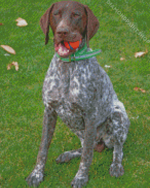 German Shorthaired Pointer Diamond Paintings