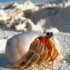 Hermit Crab Diamond Painting