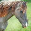 Indian Pony Horse Diamond Paintings