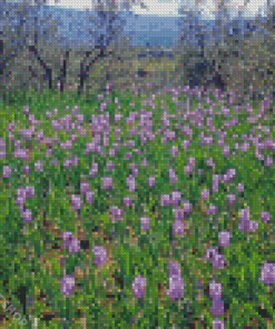 Iris Field Diamond Paintings