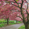 Cherry Blossom Garden Diamond Paintings