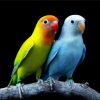 Wonderful Lovebirds Diamond Paintings