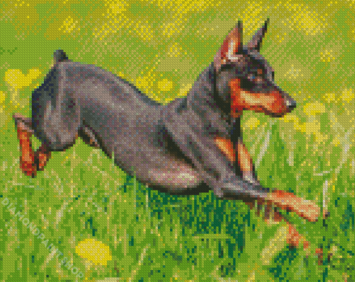 Miniature Pinscher Diamond Paintings