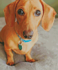 Red Dachshund Diamond Paintings