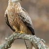 Red Kite On A Branche Diamond Paintings