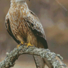 Red Kite On A Branche Diamond Paintings