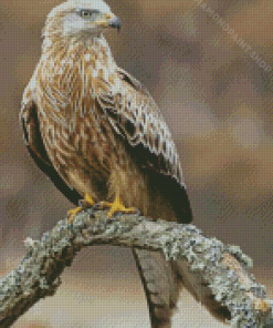 Red Kite On A Branche Diamond Paintings