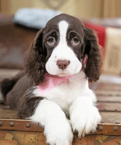 Springer Spaniel Diamond Paintings