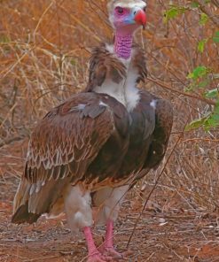 Aesthetic Bearded Vulture Diamond Paintings