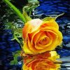 Yellow Rose Flower In Water Diamond Paintings