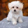 Adorable Maltese Dog Diamond Paintings