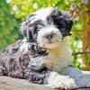 Black And White Tibetan Terrier Animal Diamond Paintings