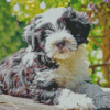 Black And White Tibetan Terrier Animal Diamond Paintings