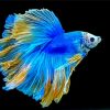 Blue Siamese Fighting Fish Diamond Paintings