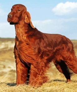 Brown Irish Setter Diamond Paintings