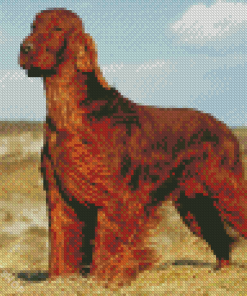 Brown Irish Setter Diamond Paintings