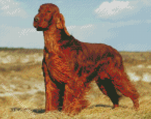 Brown Irish Setter Diamond Paintings