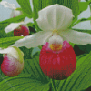 Lady Slipper Illustration Diamond Paintings