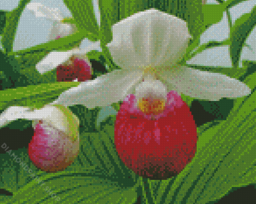 Lady Slipper Illustration Diamond Paintings