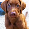 Baby Chocolate Lab Puppy Diamond Paintings