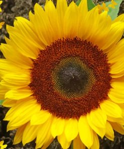 Butterfly Sunflower Diamond Paintings