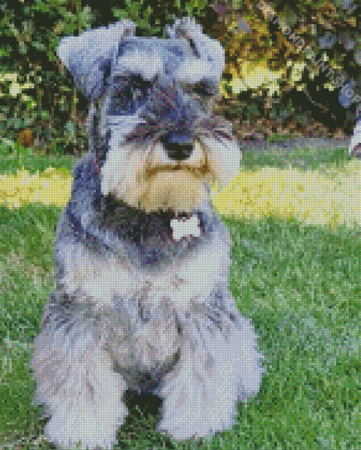 Cute Miniature Schnauzer Diamond Paintings